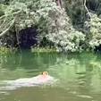Onça-parda é flagrada nadando no rio Tietê, no interior de SP (Reprodução/ Record News - 28.03.2024)